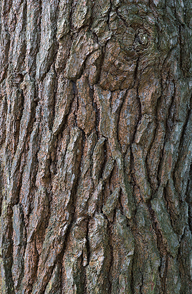 week 38 - 52 week project: An Encounter with Trees