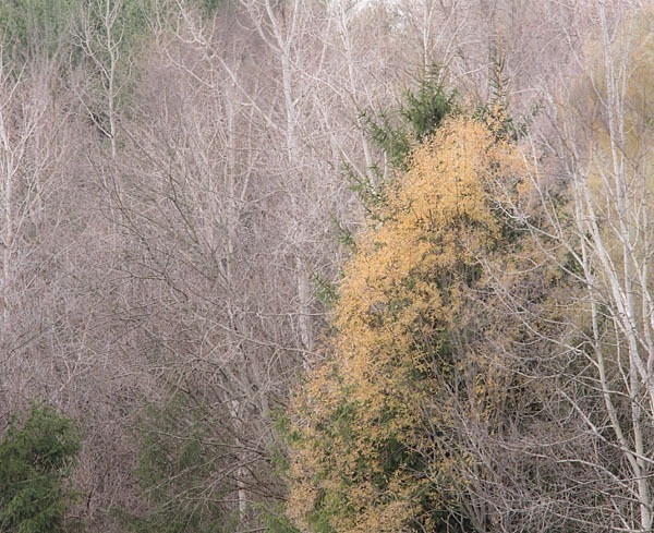 P586 - SEASONS