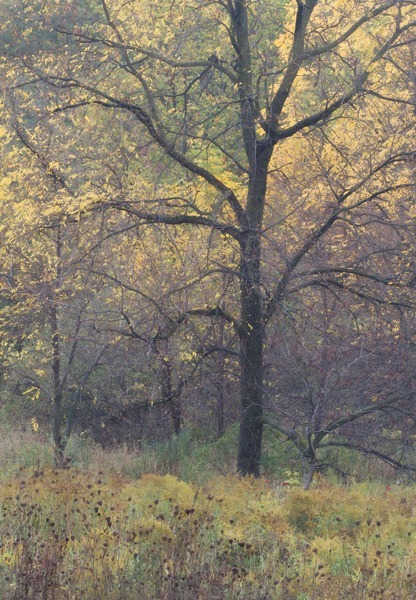 P564 - SEASONS