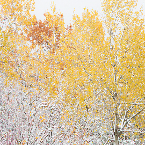 P1018 - SEASONS