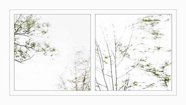 week 22 - 52 week project: An Encounter with Trees
