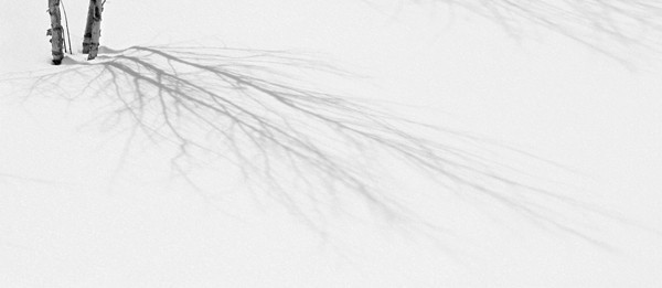 week 13 - 52 week project: An Encounter with Trees