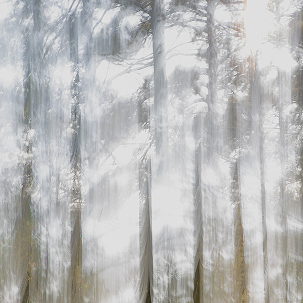 week 34 - 52 week project: An Encounter with Trees