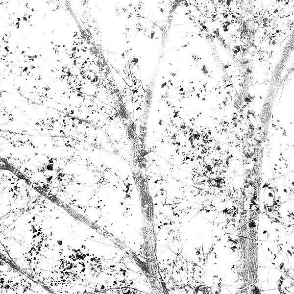 week 44 - 52 week project: An Encounter with Trees