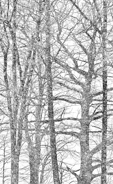 week 15 - 52 week project: An Encounter with Trees