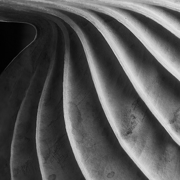 theme 12 week 4: MACRO - 2016: 12 Months 12 themes