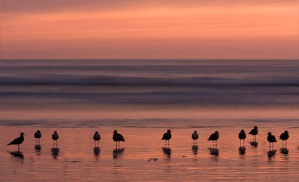 P215 birds at sunset - WATER