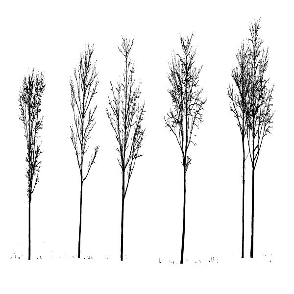 week 14 - 52 week project: An Encounter with Trees