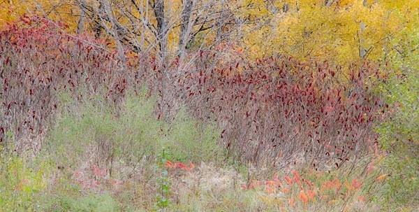 P681 - SEASONS