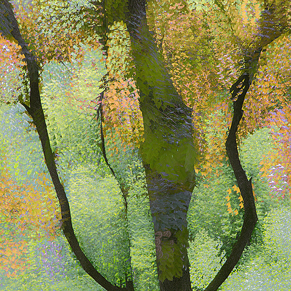 week 39 - 52 week project: An Encounter with Trees