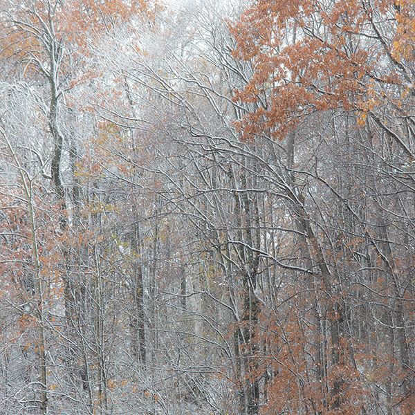 P1010 - SEASONS