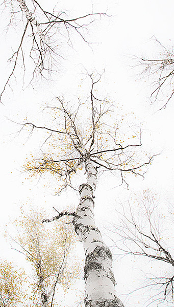 week 45 - 52 week project: An Encounter with Trees