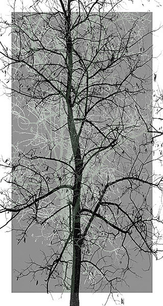 week 20 - 52 week project: An Encounter with Trees