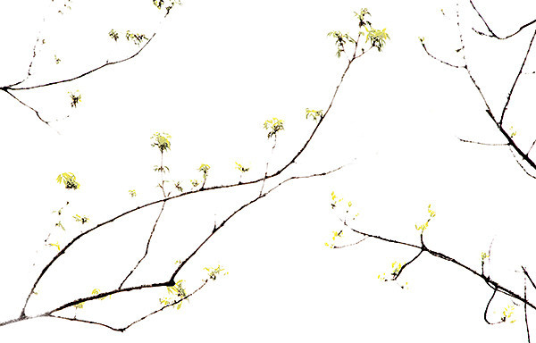 week19 - 52 week project: An Encounter with Trees