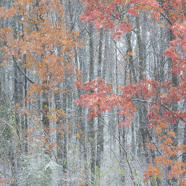 P1017 - SEASONS