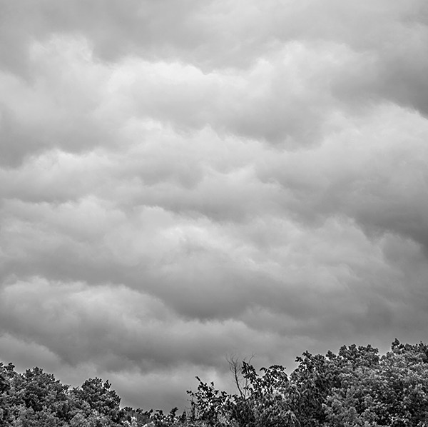 week 36 - 52 week project: An Encounter with Trees
