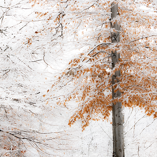 IM1213 - SEASONS
