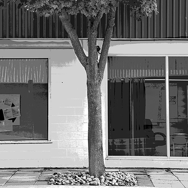 week 35 - 52 week project: An Encounter with Trees