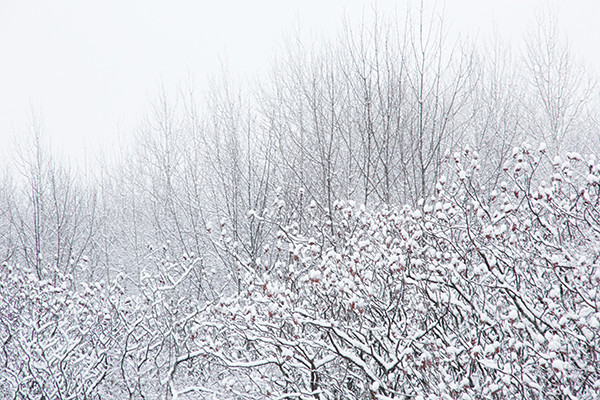 P1026 - SEASONS