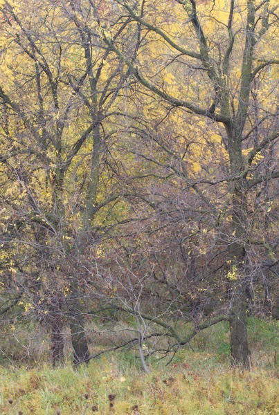 P566 - SEASONS