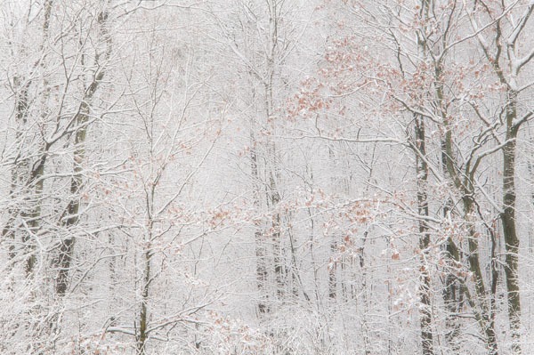 P593 - SEASONS