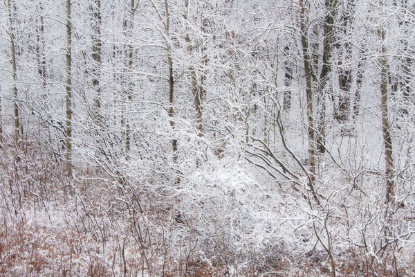 P595 - SEASONS