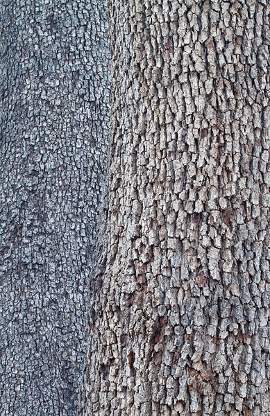 week 4 - 52 week project: An Encounter with Trees