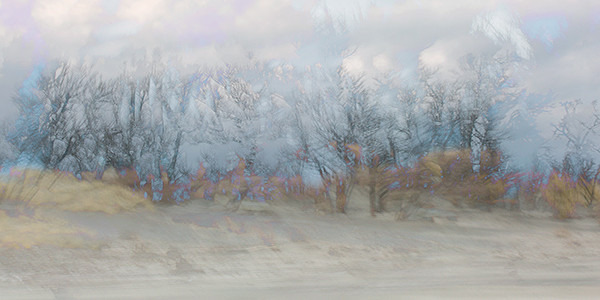 week 47 - 52 week project: An Encounter with Trees