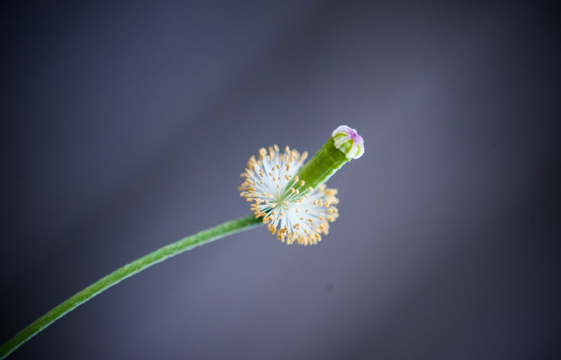  - Random Nature