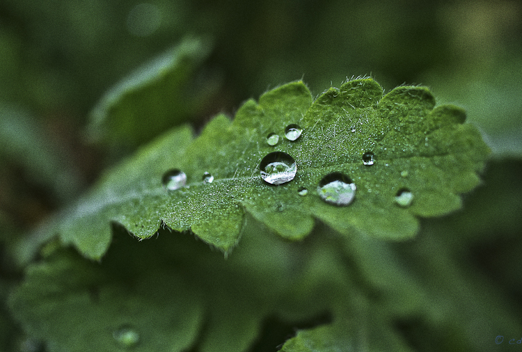  - Random Nature