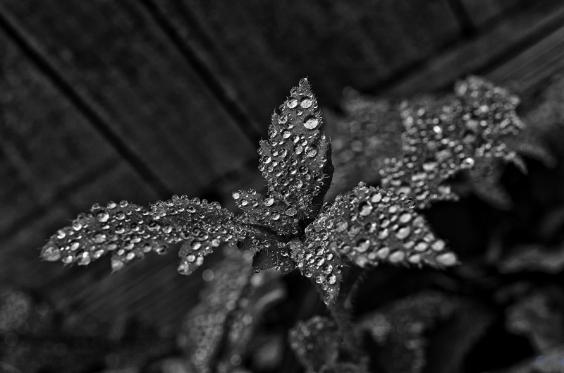  - Random Nature