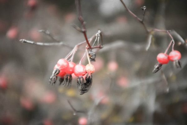  - Random Nature