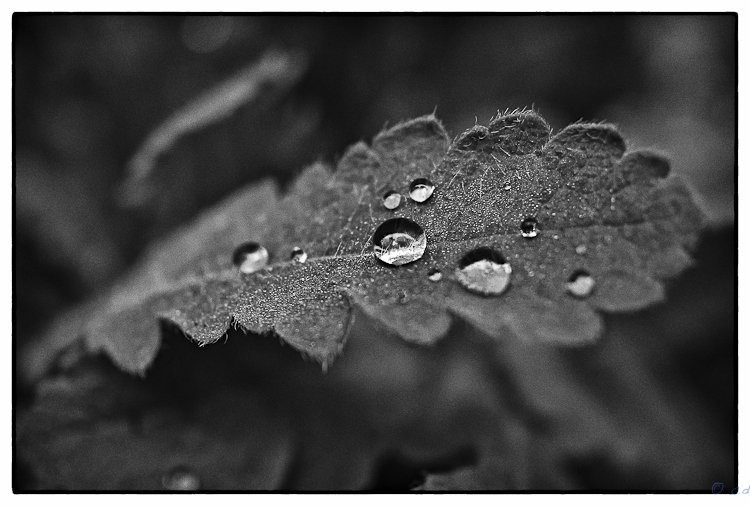  - Random Nature