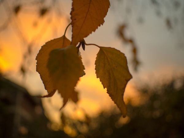  - Sunsets