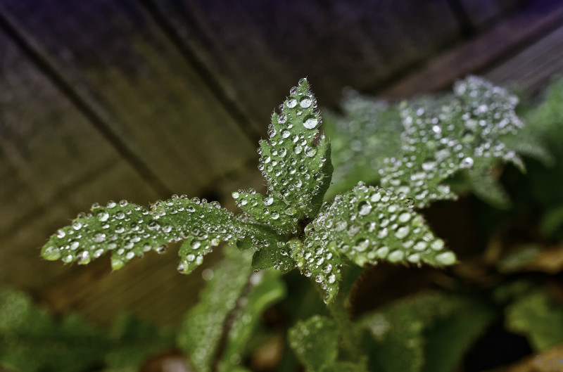  - Random Nature