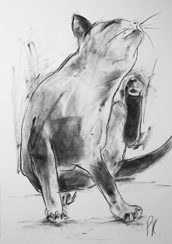 'cat scratching' - available originals