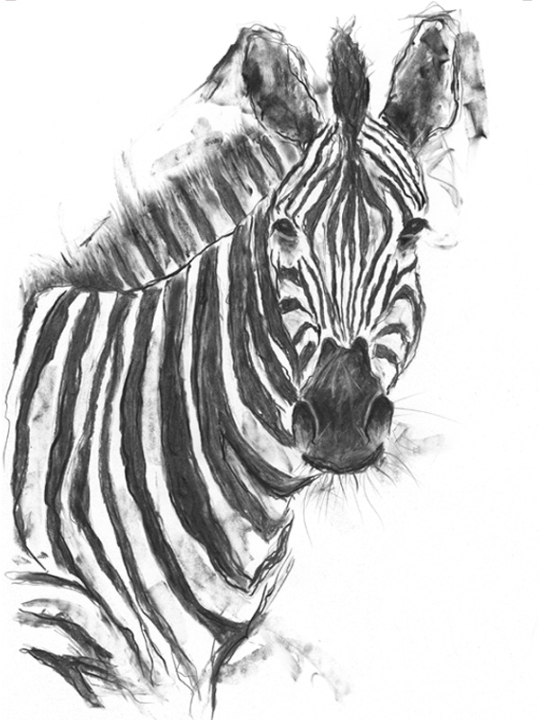 'zebra' - available originals