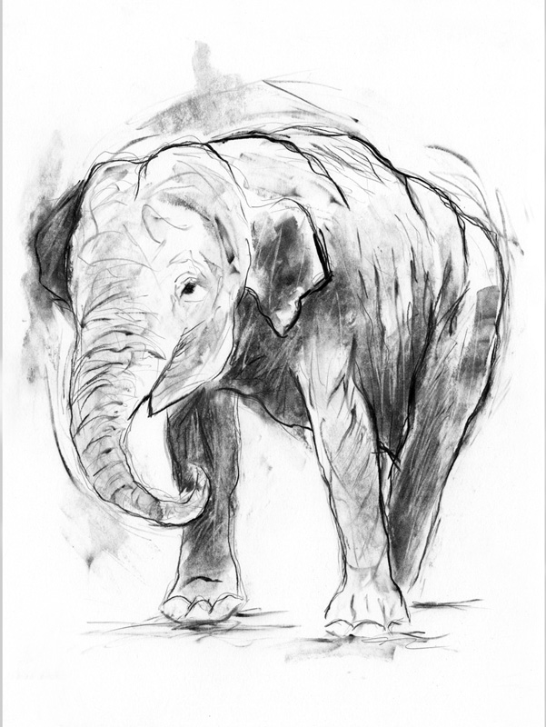 'young elephant' - open edition prints