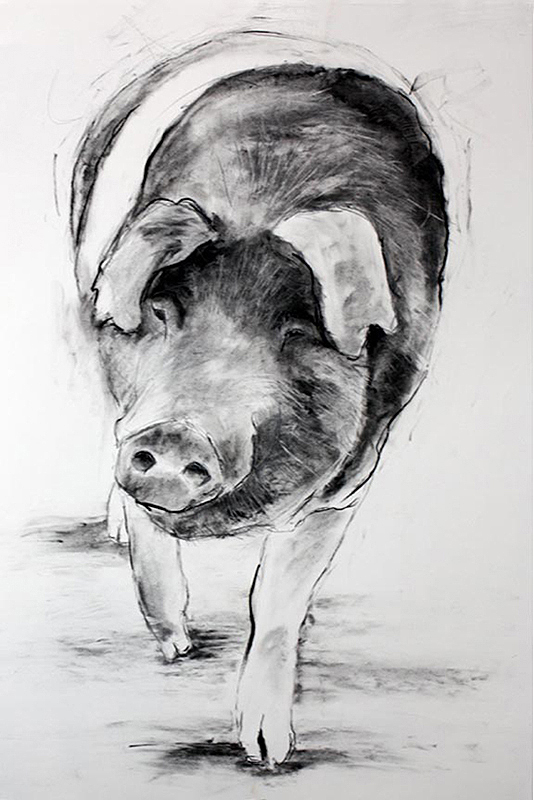 'saddleback pig' - portrait commissions