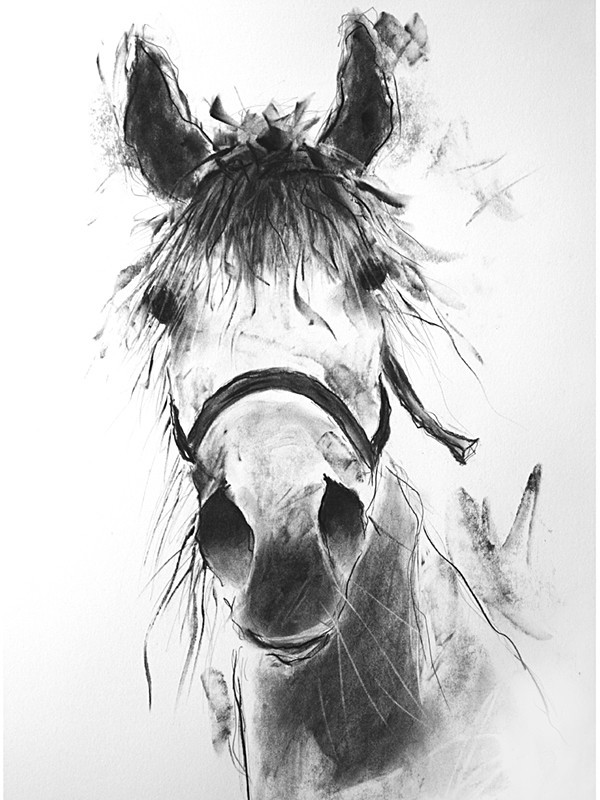 'HORSE' - open edition prints