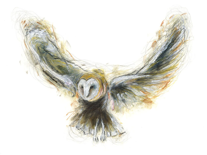 'barn owl in flight' - WORKS IN COLOUR