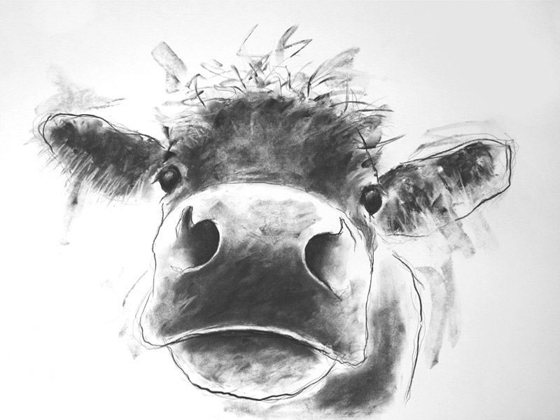 'NEW COW' - open edition prints