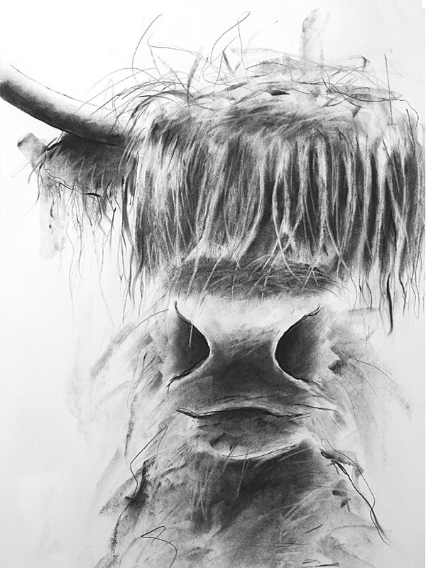 'HANDSOME' HIGHLAND CATTLE - open edition prints