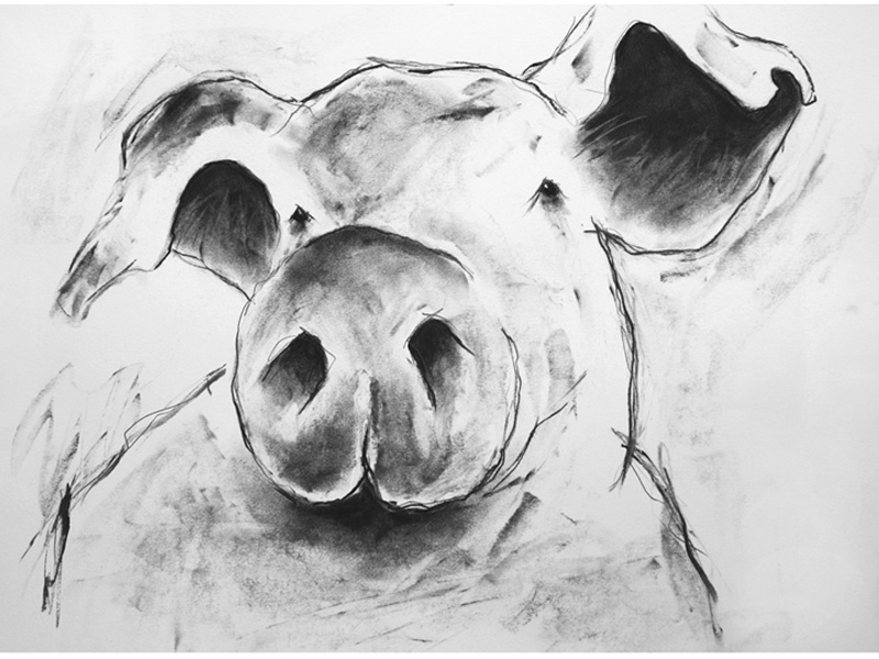 'pig study' - available originals