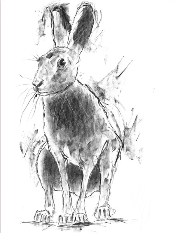 ' hare crouching ' - open edition prints
