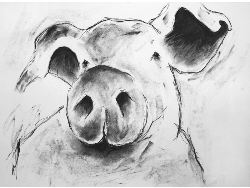 'bailey' - open edition prints