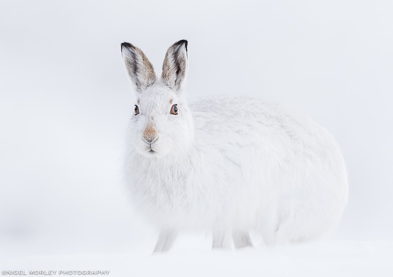 Princess Of The Mountain - Limited Edition: Wildlife