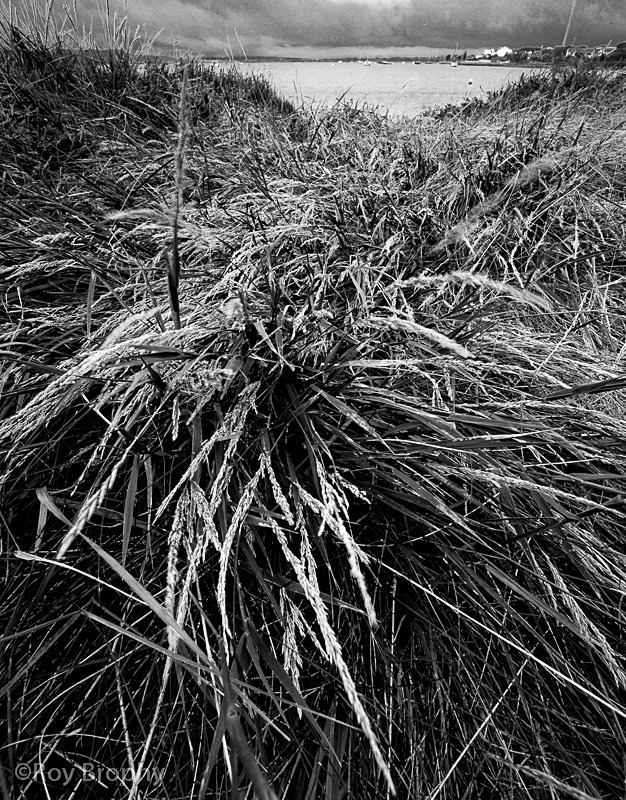 Landscape-084 - Landscape