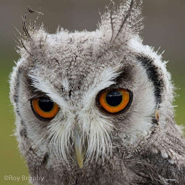 Animals-015 - Animals