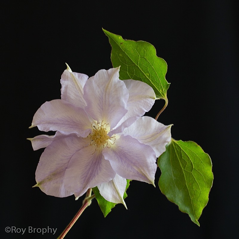 Flora-014 - Flora